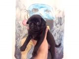 3 Adet Pug Mops Yavru
