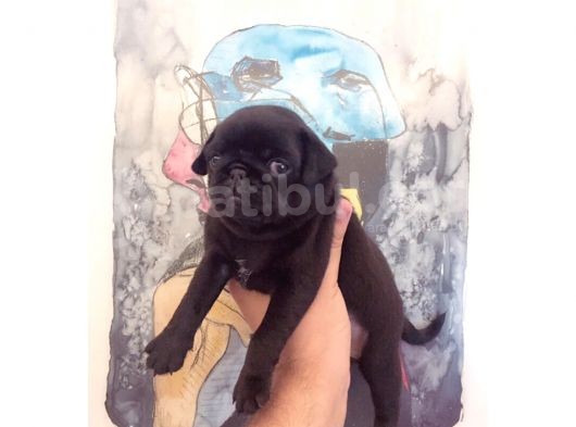 3 Adet Pug Mops Yavru görsel