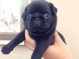 3 Adet Pug Mops Yavru