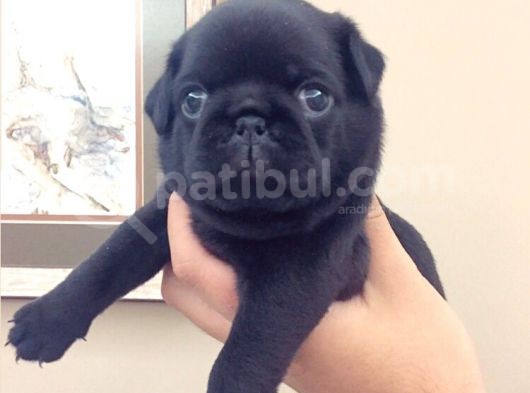 3 Adet Pug Mops Yavru görsel