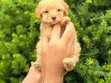 Apricot Dişi Toy Poodle Yavrumuz