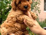 Red Brown Koyu Kızıl Toy Poodle Yavrumuz