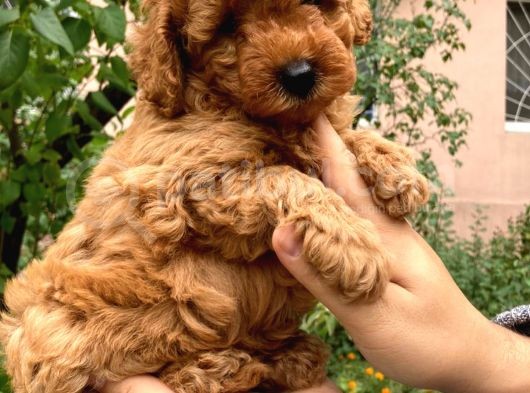 Red Brown Koyu Kızıl Toy Poodle Yavrumuz görsel