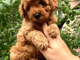 Red Brown Koyu Kızıl Toy Poodle Yavrumuz
