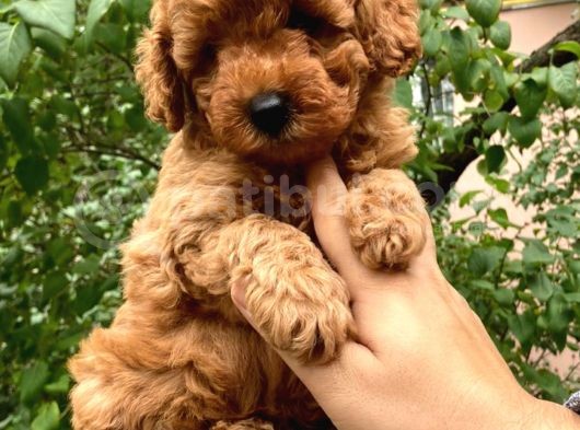 Red Brown Koyu Kızıl Toy Poodle Yavrumuz görsel