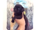 3 Adet Pug Mops Yavru