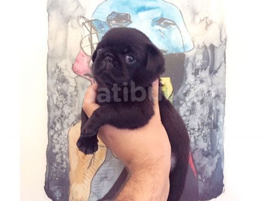 3 Adet Pug Mops Yavru görsel