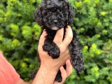 Siyah Black Dişi Toy Poodle Bebeğimiz