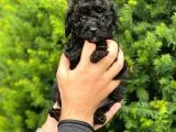 Siyah Black Dişi Toy Poodle Bebeklerimiz