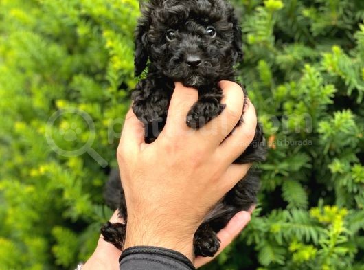 Siyah Black Dişi Toy Poodle Bebeklerimiz görsel