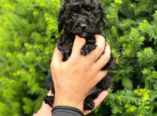 Siyah Black Dişi Toy Poodle Bebeklerimiz