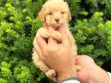 Apricot Dişi Toy Poodle Yavrumuz