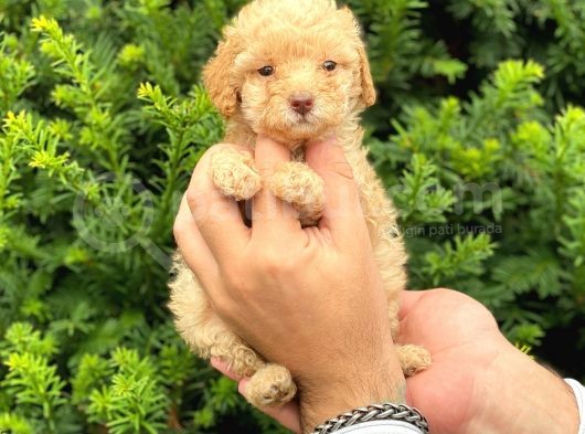 Apricot Dişi Toy Poodle Yavrumuz görsel