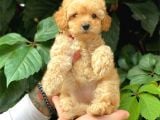 Sevimli Toy Poodle Apricot Yavrularımız