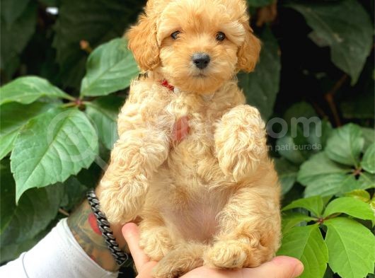 Sevimli Toy Poodle Apricot Yavrularımız görsel