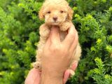 Apricot Dişi Toy Poodle Yavrumuz