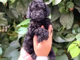 Black Siyah Dişi Toy Poodle Yavrularımız