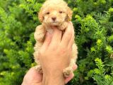 Apricot Dişi Toy Poodle Yavrumuz