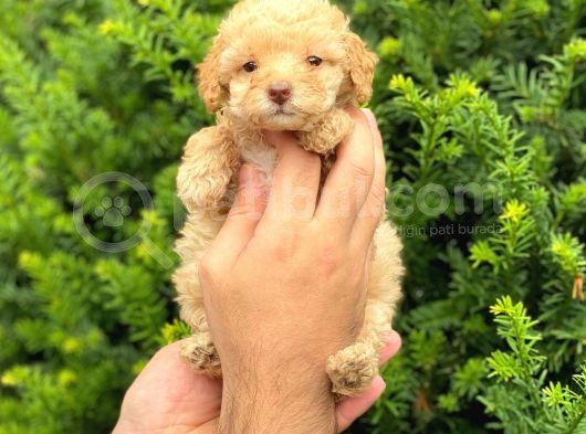 Apricot Dişi Toy Poodle Yavrumuz görsel