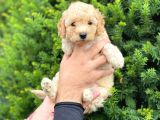 Toy Poodle Apricot Yavrularımız