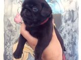 3 Adet Pug Mops Yavru