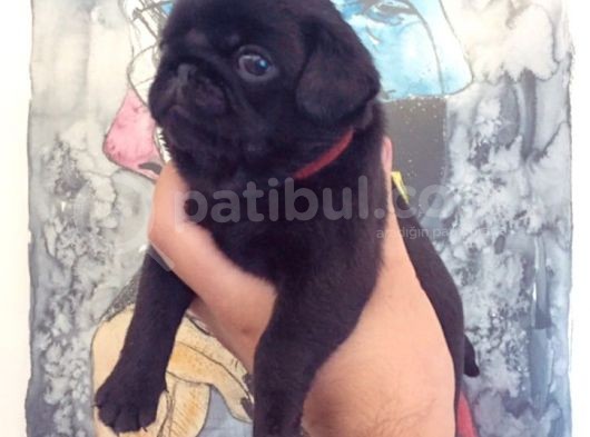 3 Adet Pug Mops Yavru görsel