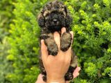 Özel Renk Phantom Toy Poodle Yavrularım