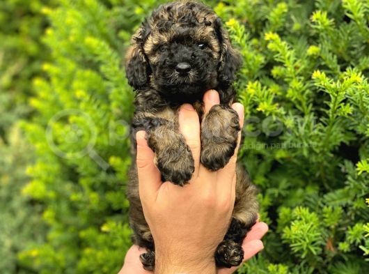 Özel Renk Phantom Toy Poodle Yavrularım görsel