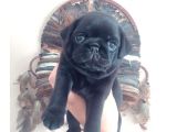 3 Adet Pug Mops Yavru