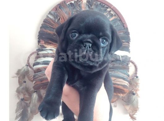 3 Adet Pug Mops Yavru görsel