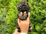Özel Renk Phantom Toy Poodle Yavrularım