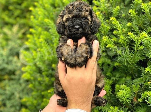Özel Renk Phantom Toy Poodle Yavrularım görsel