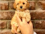 Safkan Apricot Toy Poodle Yavrularımız
