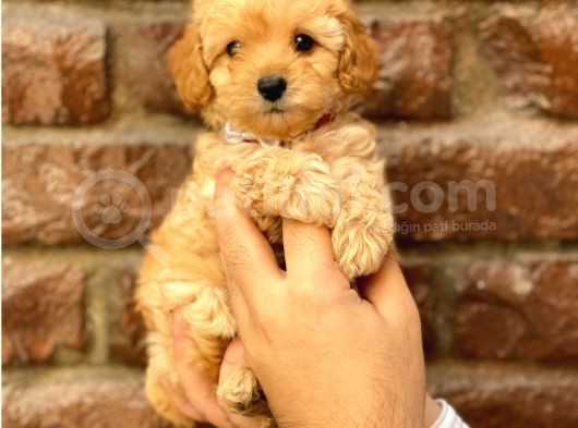 Safkan Apricot Toy Poodle Yavrularımız görsel