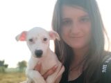 Beyaz Jack Russel Yavrumuz Erkek