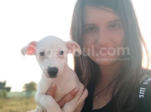 Beyaz Jack Russel Yavrumuz Erkek görsel