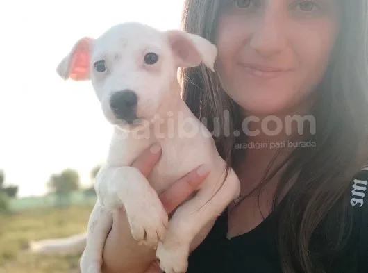 Beyaz Jack Russel Yavrumuz Erkek
