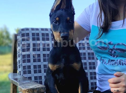 Dev Doberman Yavrularımız görsel