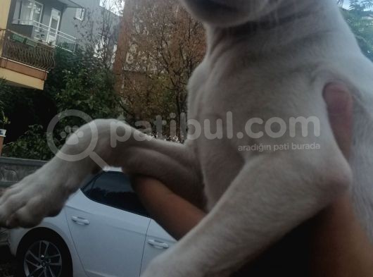 Uygun Jack Russel Yavruları 1 Dişi 1 Erkek görsel