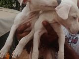 Uygun Jack Russel Yavruları 1 Dişi 1 Erkek