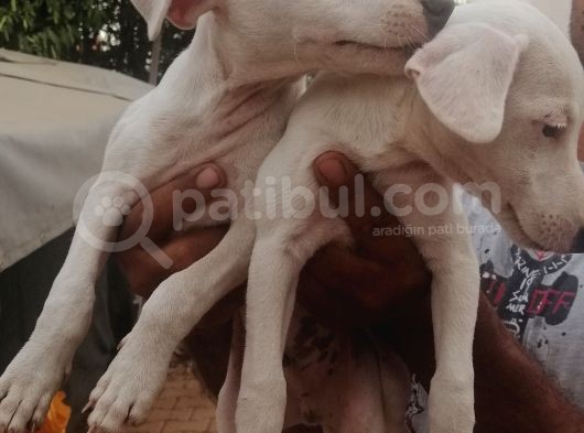 Uygun Jack Russel Yavruları 1 Dişi 1 Erkek görsel