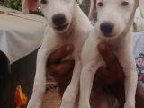 Uygun Jack Russel Yavruları 1 Dişi 1 Erkek