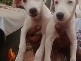 Uygun Jack Russel Yavruları 1 Dişi 1 Erkek