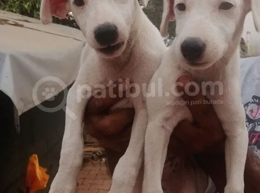 Uygun Jack Russel Yavruları 1 Dişi 1 Erkek