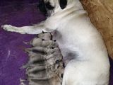 Pug Mops Dişi Erkek Yavrular