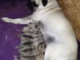 Pug Mops Dişi Erkek Yavrular