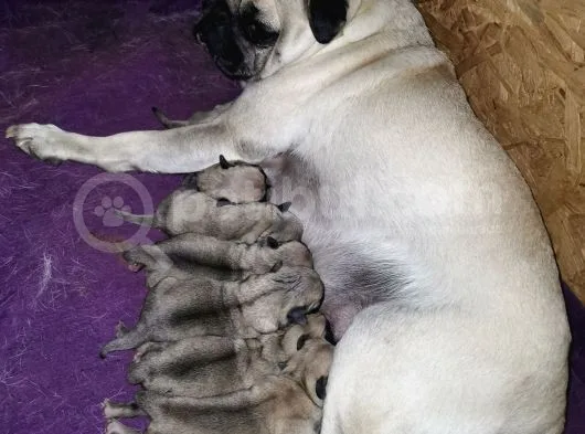 Pug Mops Dişi Erkek Yavrular