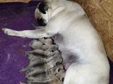 Pug Mops Dişi Erkek Yavrular