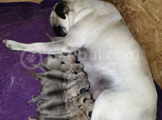 Pug Mops Dişi Erkek Yavrular görsel