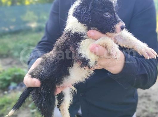 Son Erkek Border Collie Yavrusu görsel